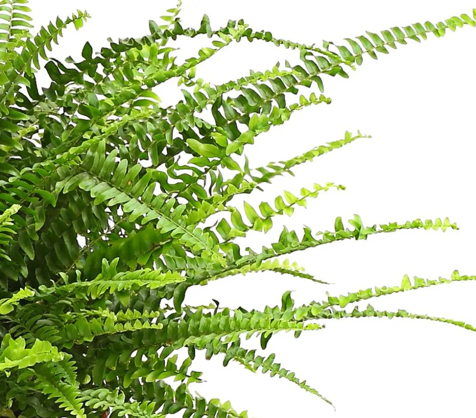 Schwertfarn - Nephrolepis exaltata, Ampel
