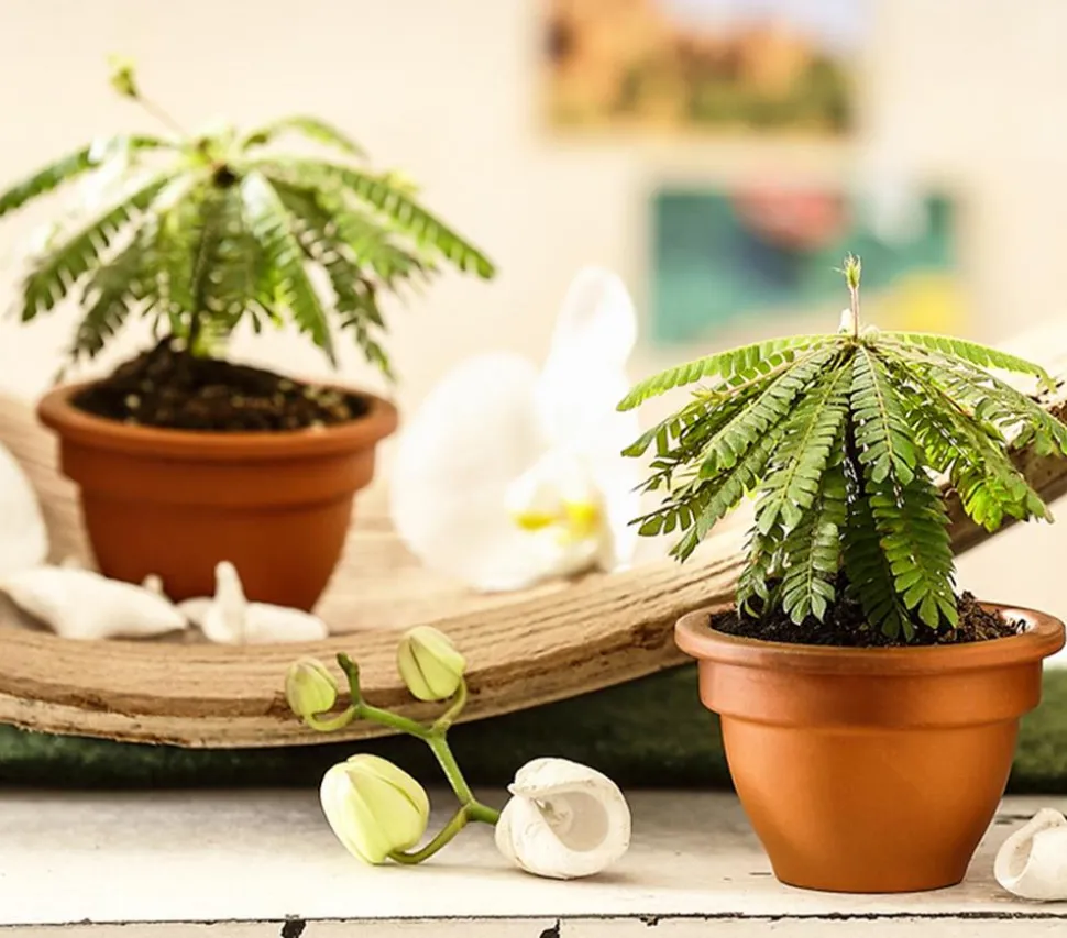 Südseepalme - Biophytum sensitivum, 2er-Set