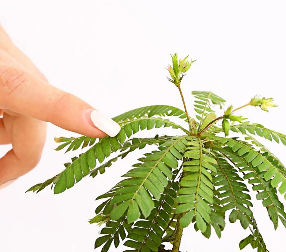 Südseepalme - Biophytum sensitivum, 2er-Set