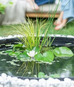 Seerose 'Gonnere'