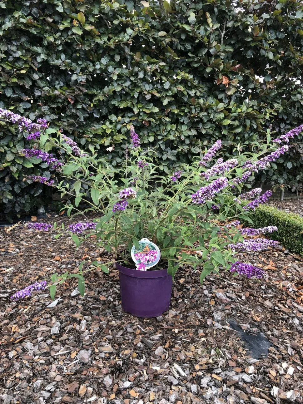 Sommerflieder - Schmetterlingsstrauch 'Berries and Cream'