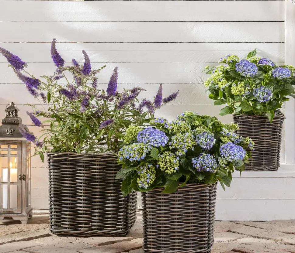 Sommerflieder, verschiedene Sorten