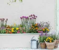 Sommer-Zierlauch 'Millenium'