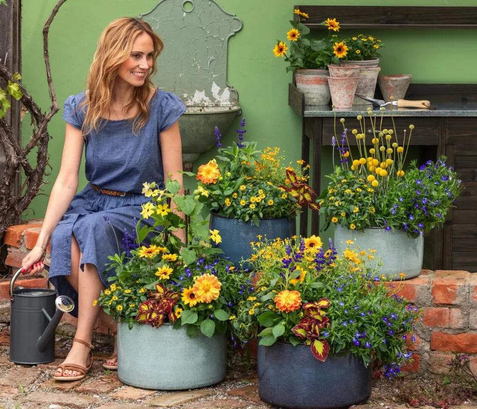 Sonnenblume 'SunBelievable®'
