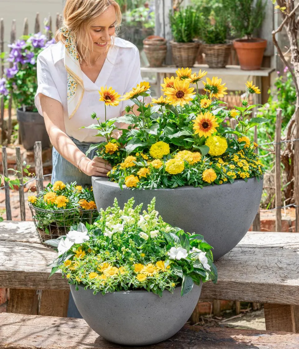 Sonnenblume 'SunBelievable®'
