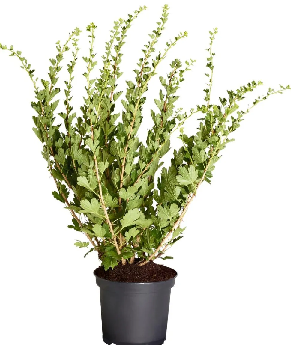 Stachelbeere 'Hinnonmäki', Busch