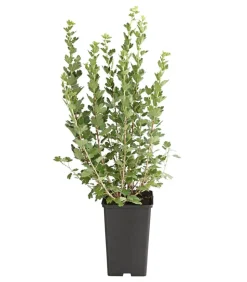 Stachelbeere 'Hinnonmäki', Busch