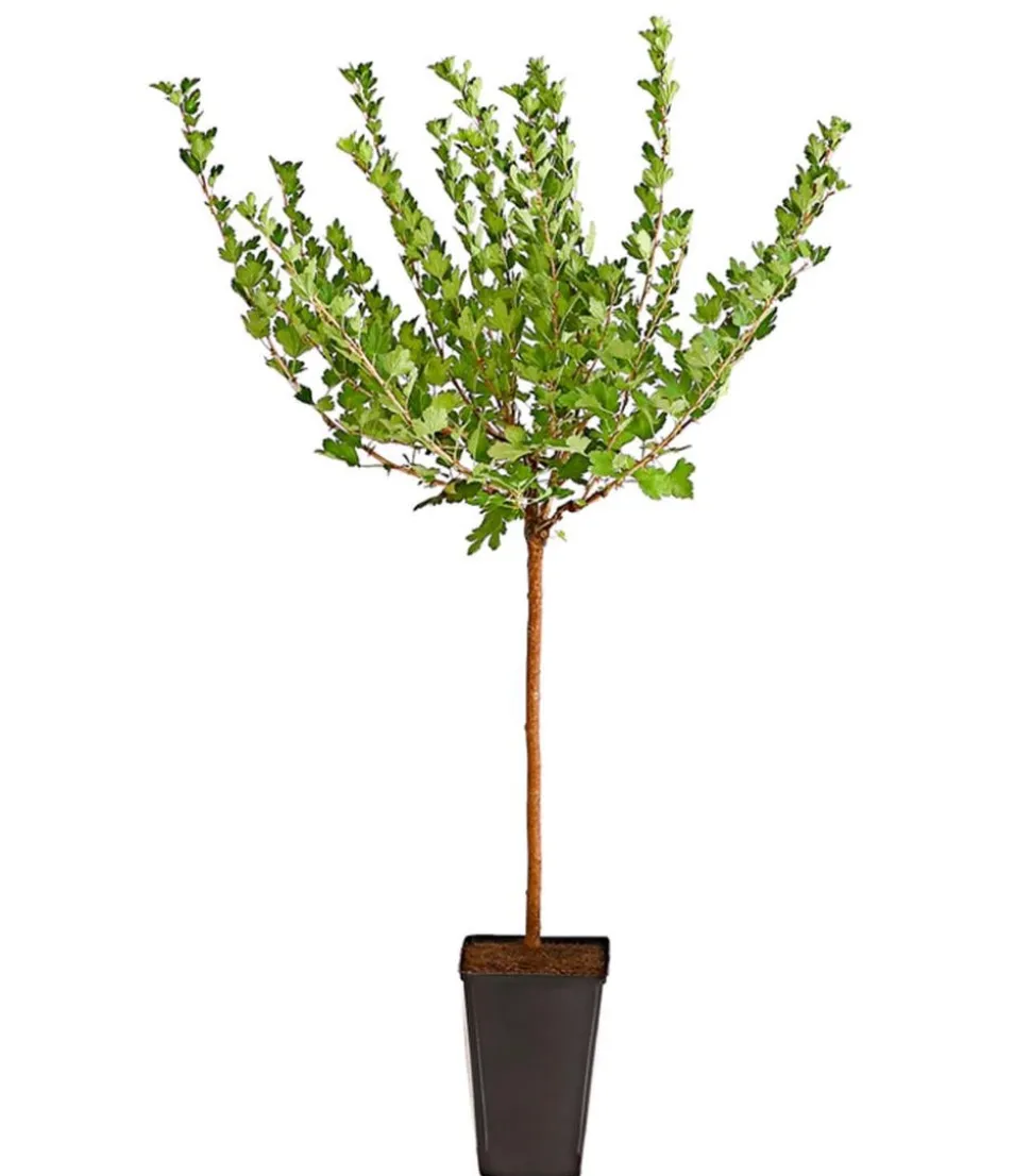 Stachelbeere 'Hinnonmäki', Stämmchen
