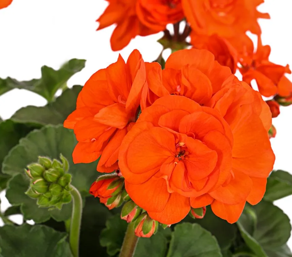 Stehende Geranie, orange