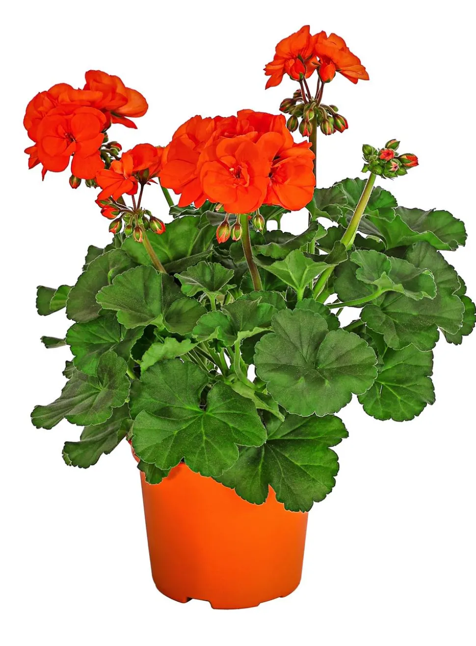 Stehende Geranie, orange