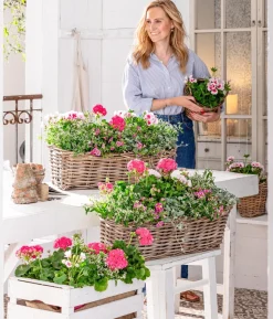 Stehende Geranie 'Rosenmädchen'