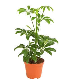 Sternaralie - Schefflera luseana