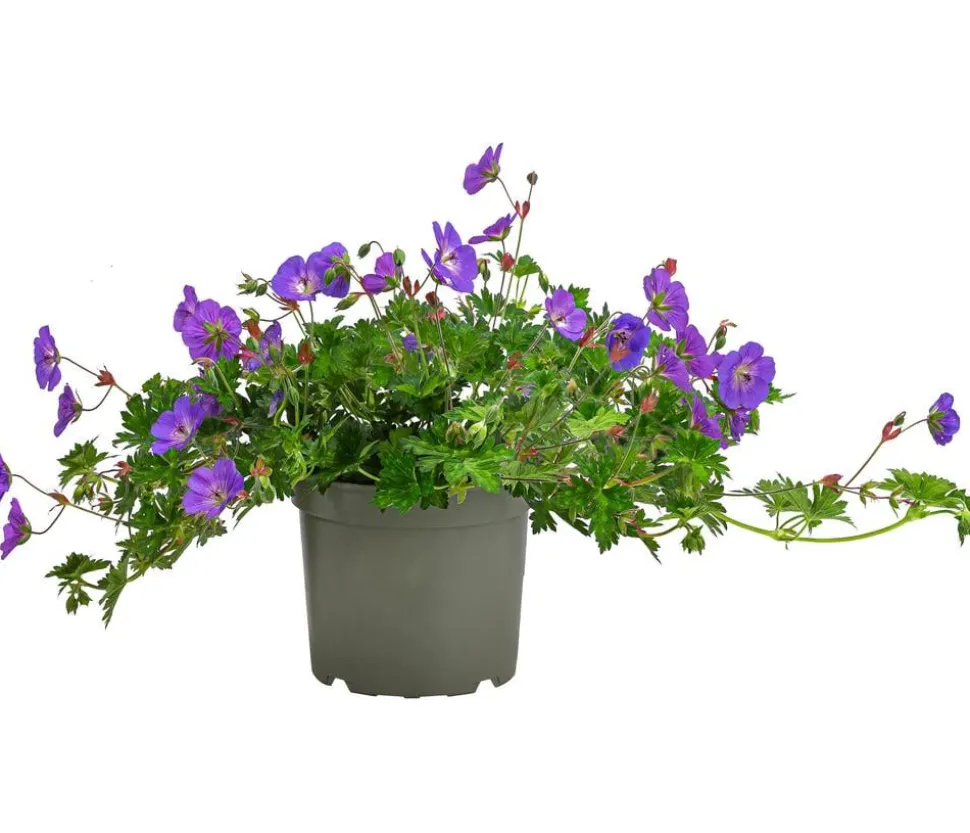 Storchschnabel 'Rozanne®'