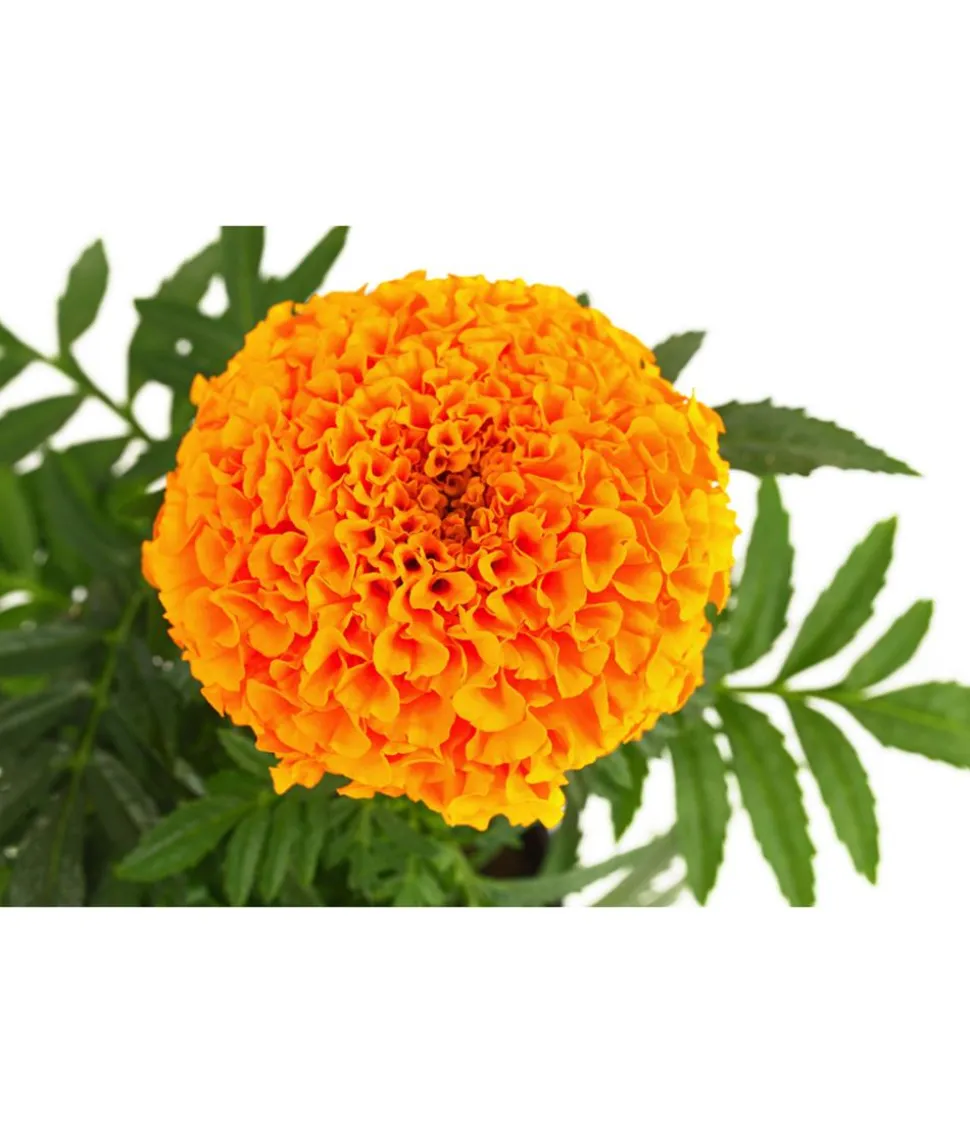 Studentenblume, großblumig, verschiedene Farben