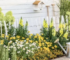 Studentenblume, großblumig, verschiedene Farben
