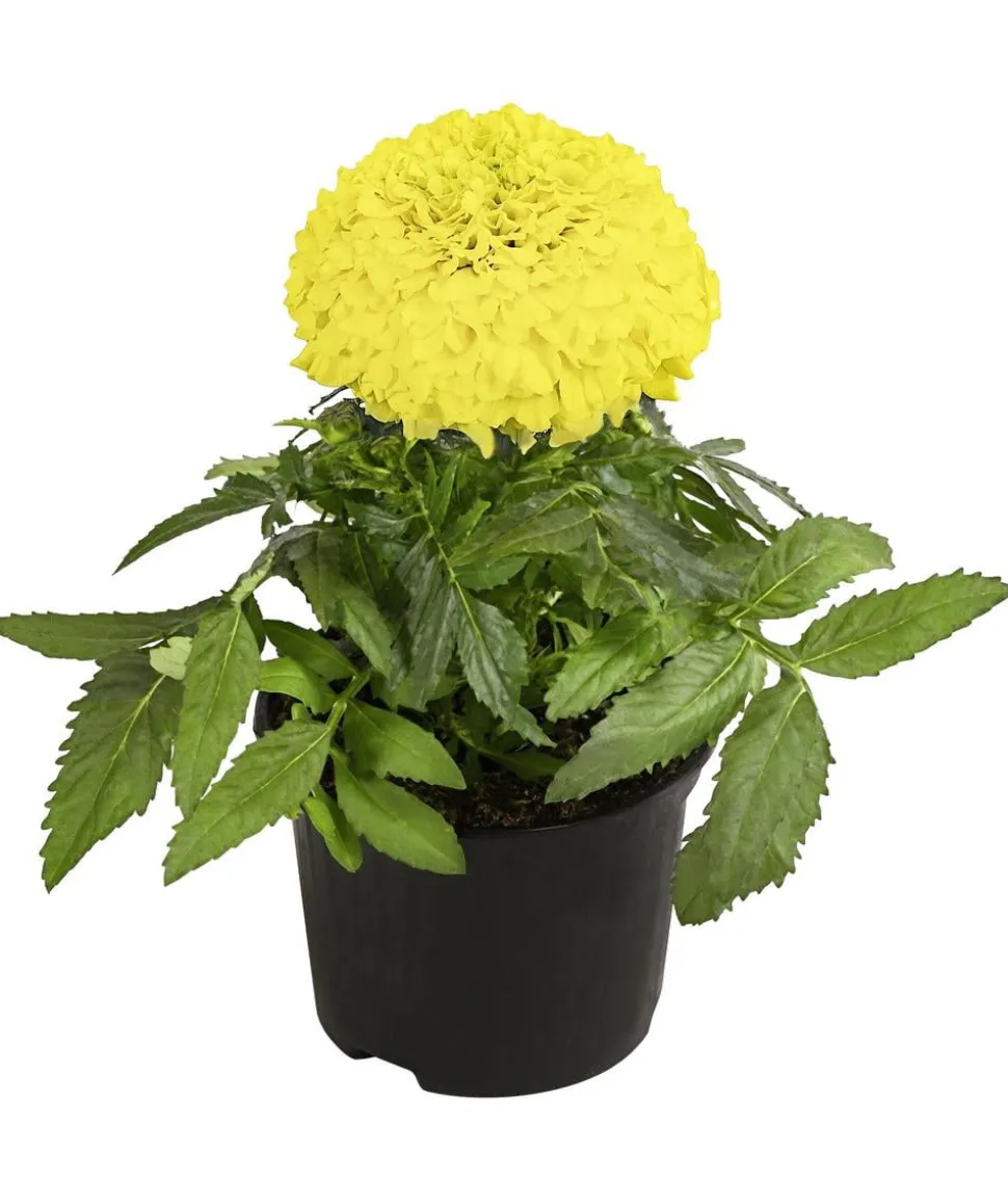 Studentenblume, großblumig, verschiedene Farben