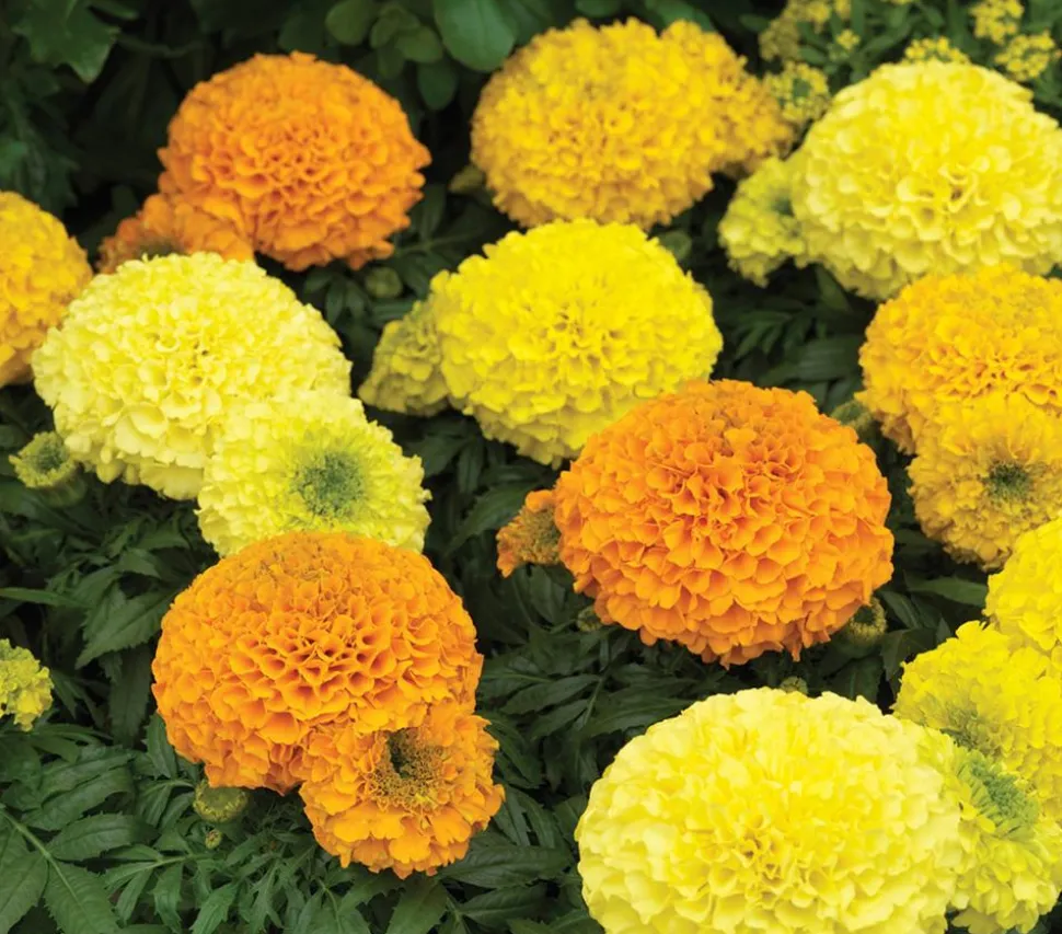 Studentenblume, großblumig, verschiedene Farben