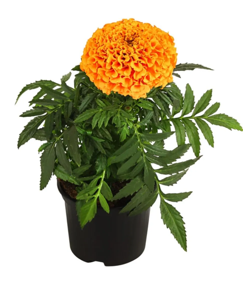 Studentenblume, großblumig, verschiedene Farben