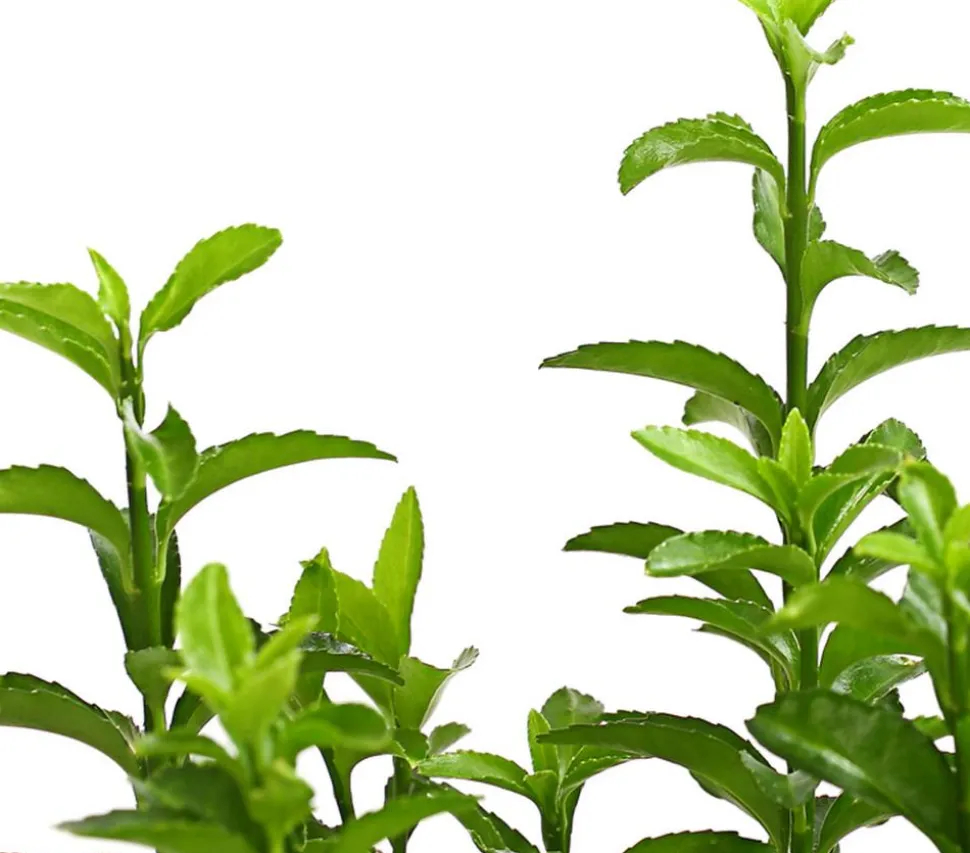 Säulen-Spindelstrauch 'Green Rocket'