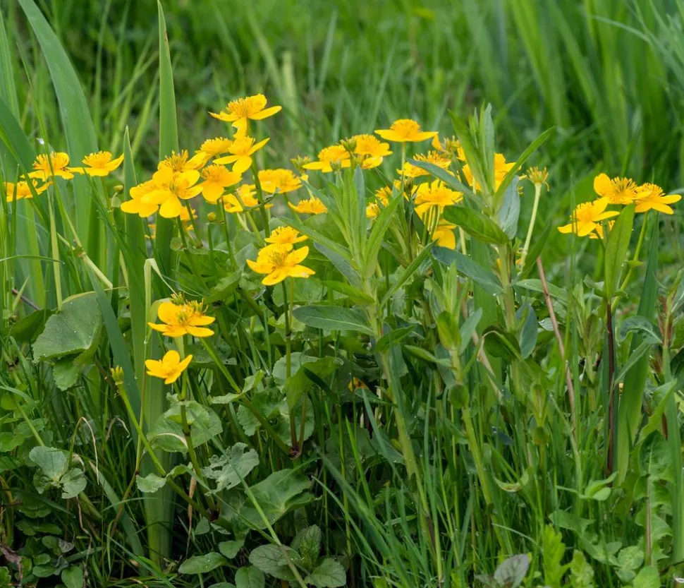 Sumpfdotterblume