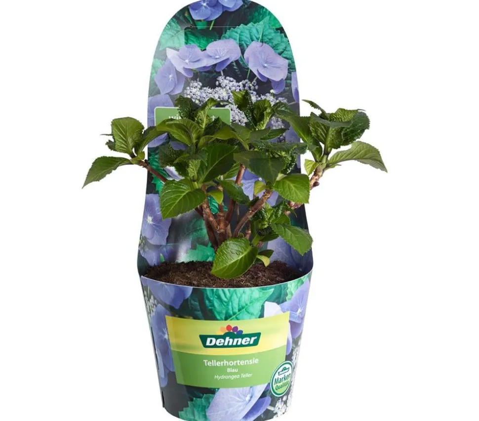 Teller-Hortensie, ca. 15-25 cm