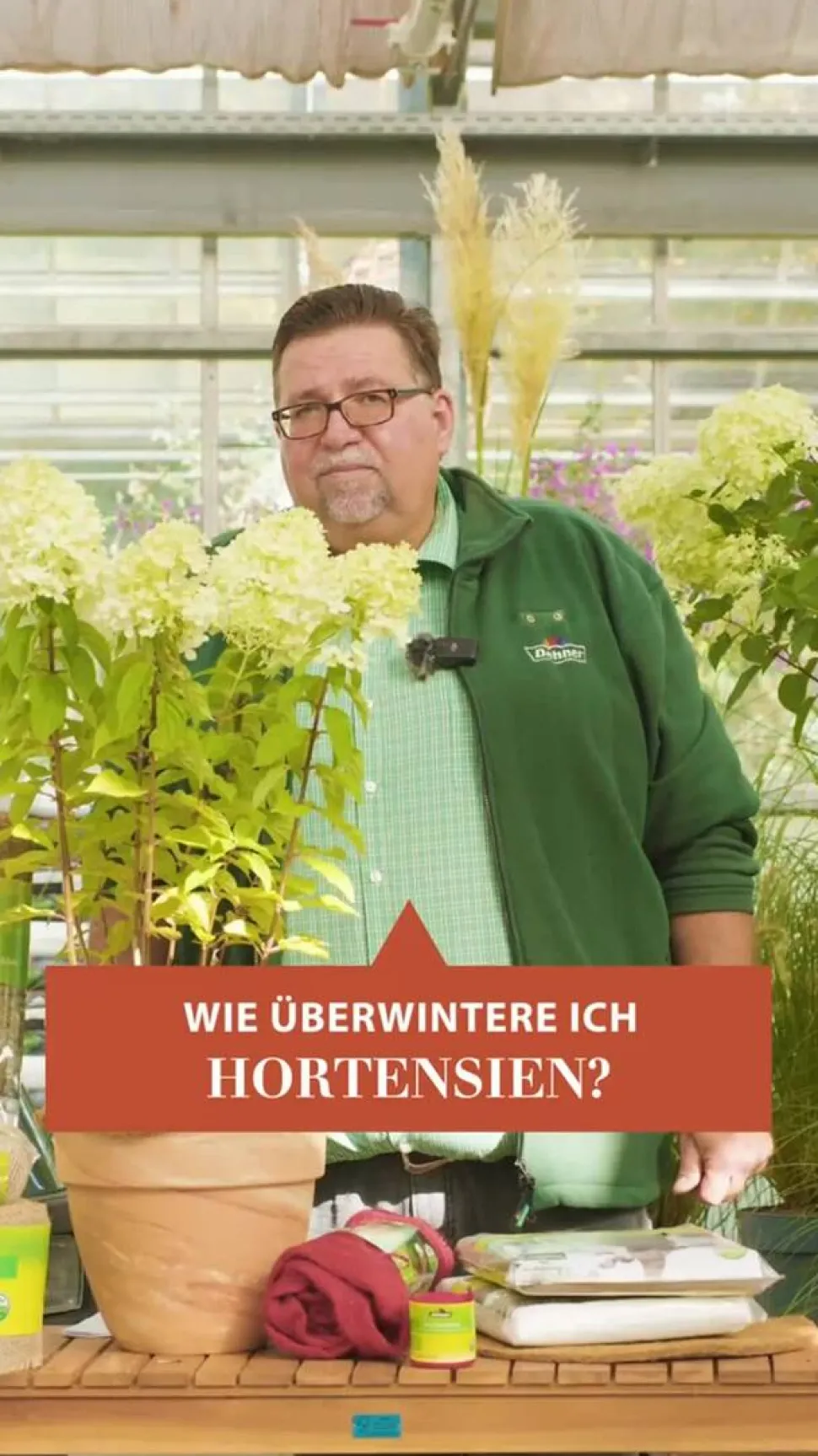Teller-Hortensie, ca. 15-25 cm