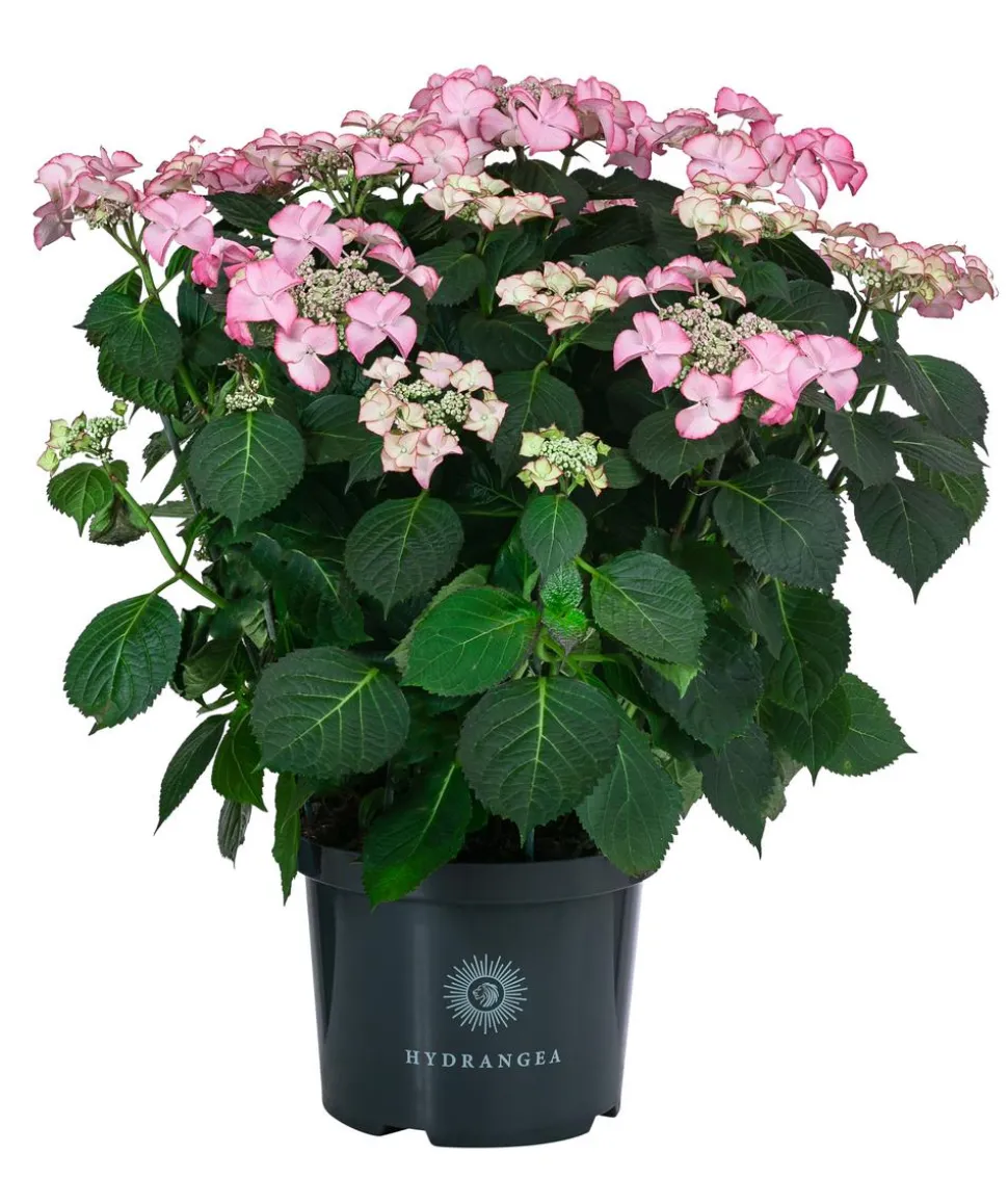 Teller-Hortensie, ca. 40-45 cm