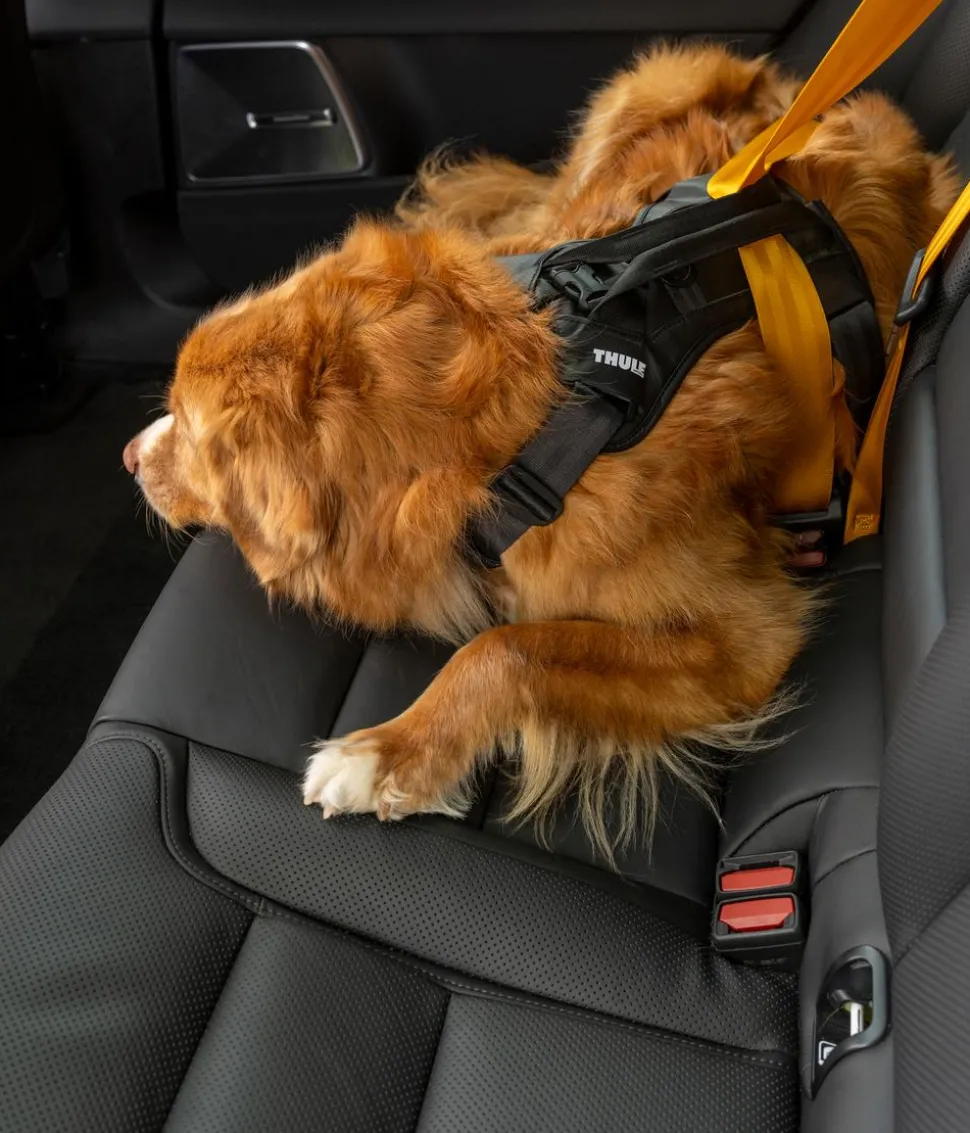 THULE® Hundegeschirr für Autos Cappy