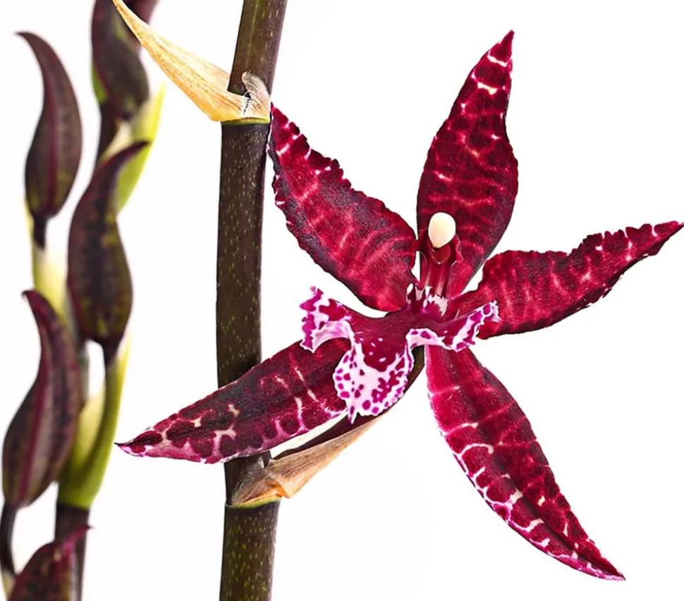 Tiger-Orchidee - Colmanara cultivars 'Massai'