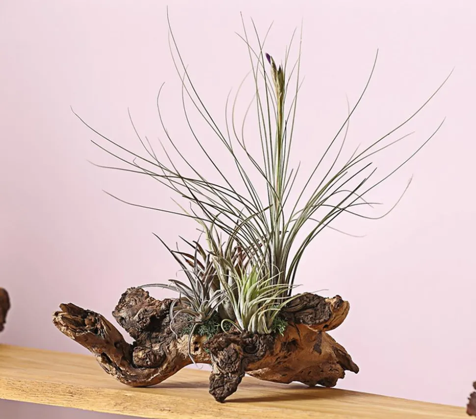 Tillandsien-Arrangement auf Wurzelbaum - Tillandsia Hybride, 3-teilig