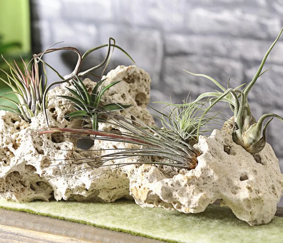 Tillandsien - Tillandsia Hybride, verschiedene Sorten, 6-teilig