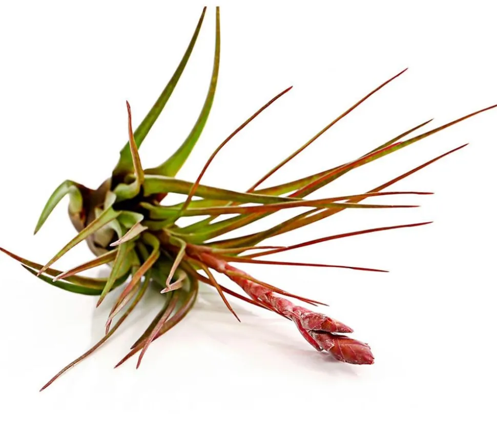 Tillandsie - Tillandsia cultivars groß, verschiedene Sorten