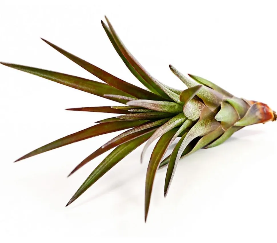 Tillandsie - Tillandsia cultivars klein, verschiedene Sorten