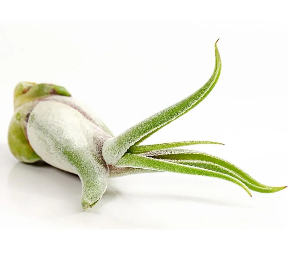 Tillandsie - Tillandsia cultivars klein, verschiedene Sorten