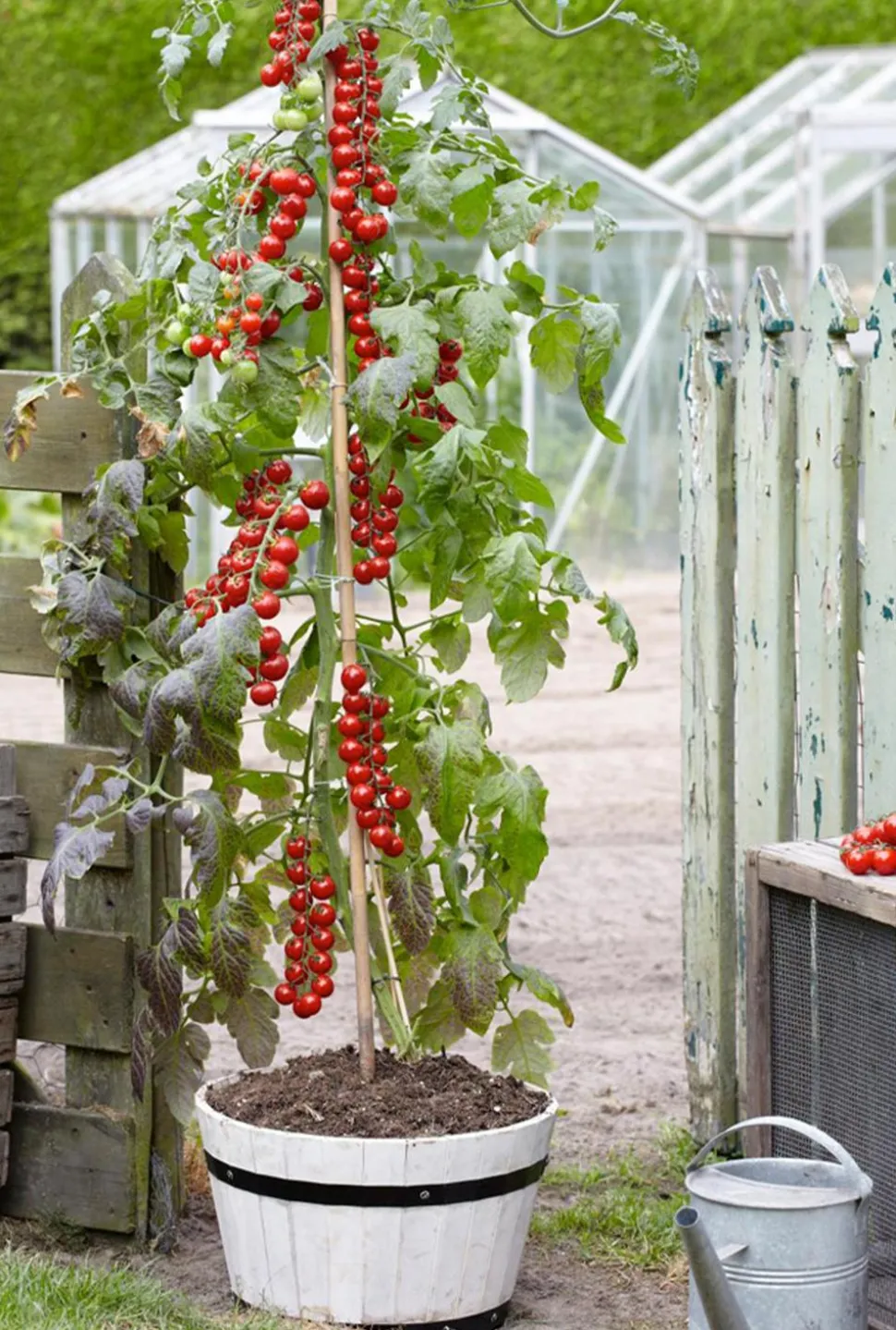 TomTato® Tomatenkartoffel