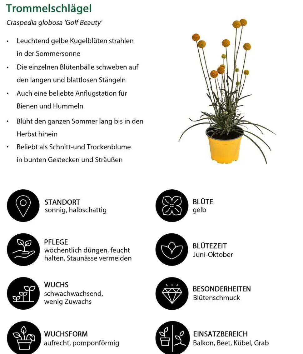 Trommelschlägel 'Golf Beauty'