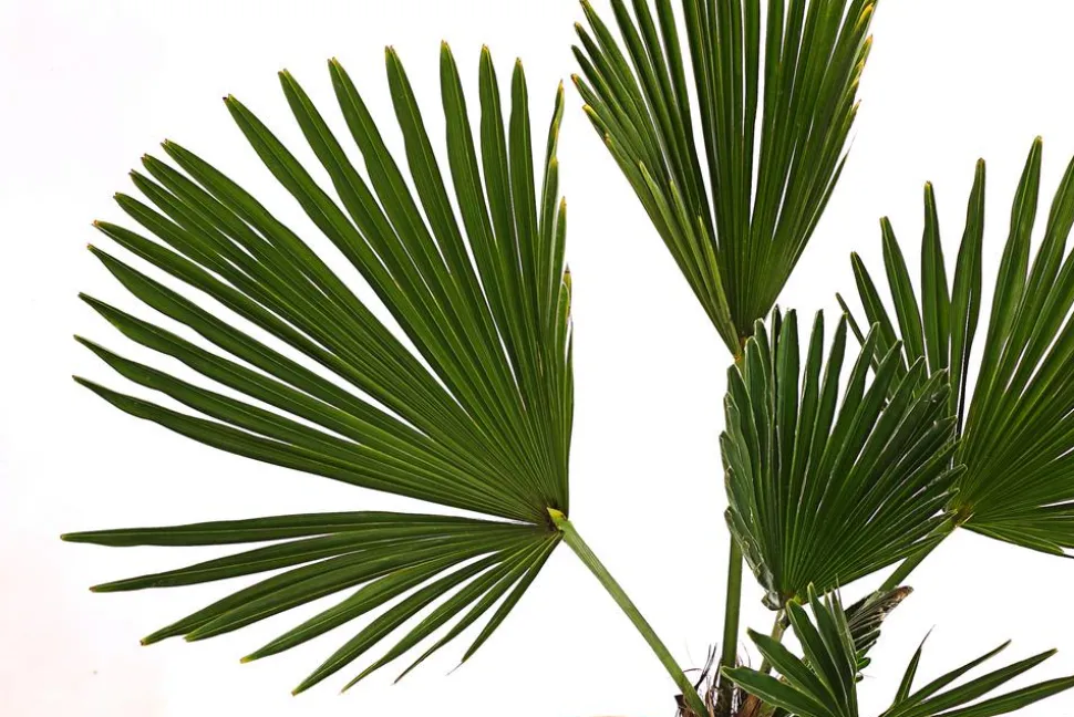 Wagners Hanfpalme