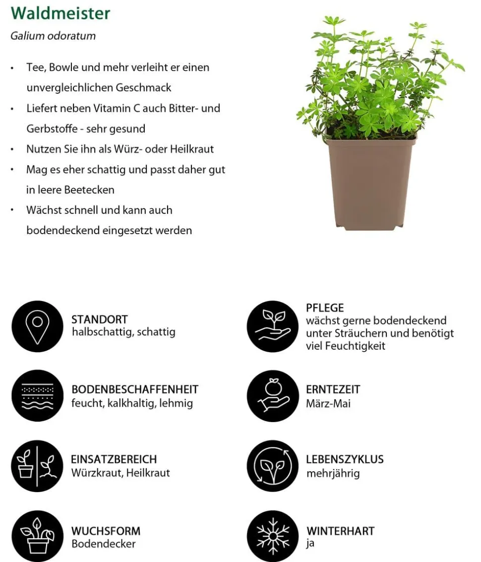 Waldmeister