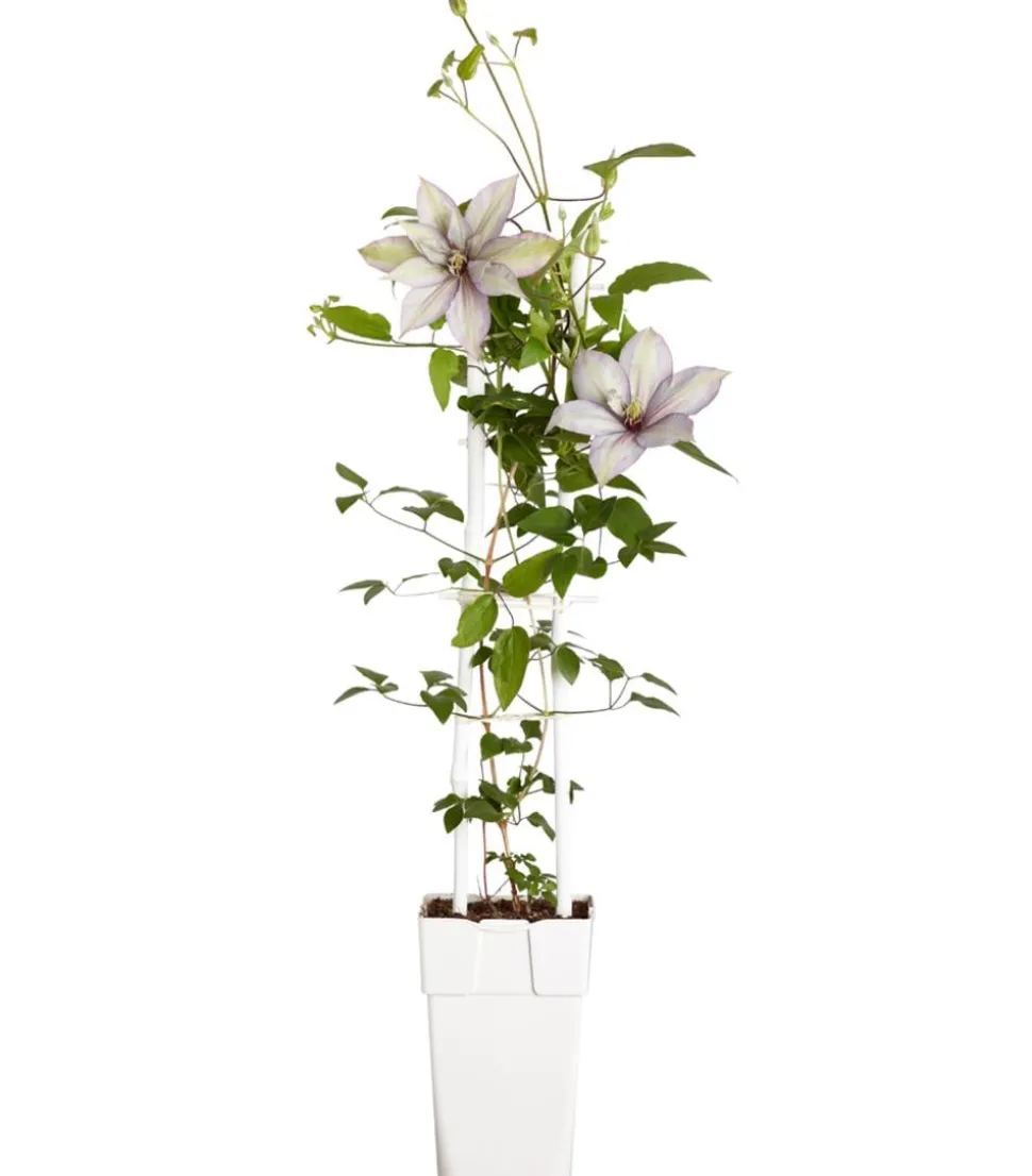 Waldrebe - Clematis, Spalier