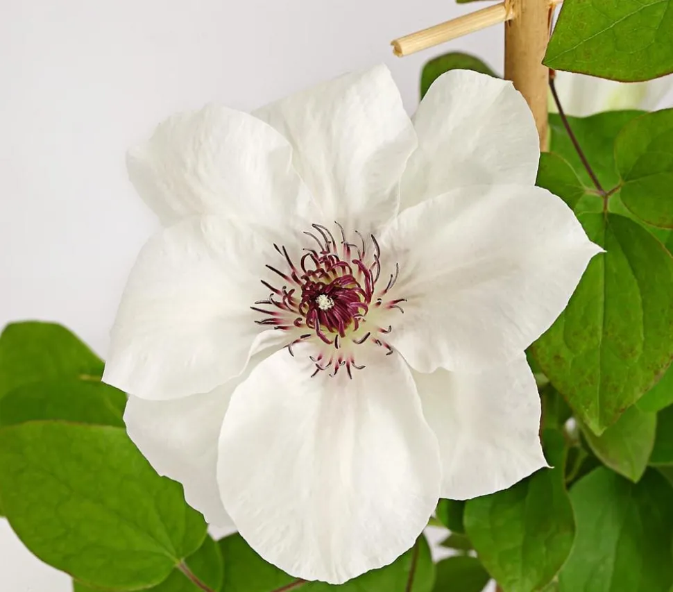 Waldrebe - Clematis, weiß, Rankhilfe