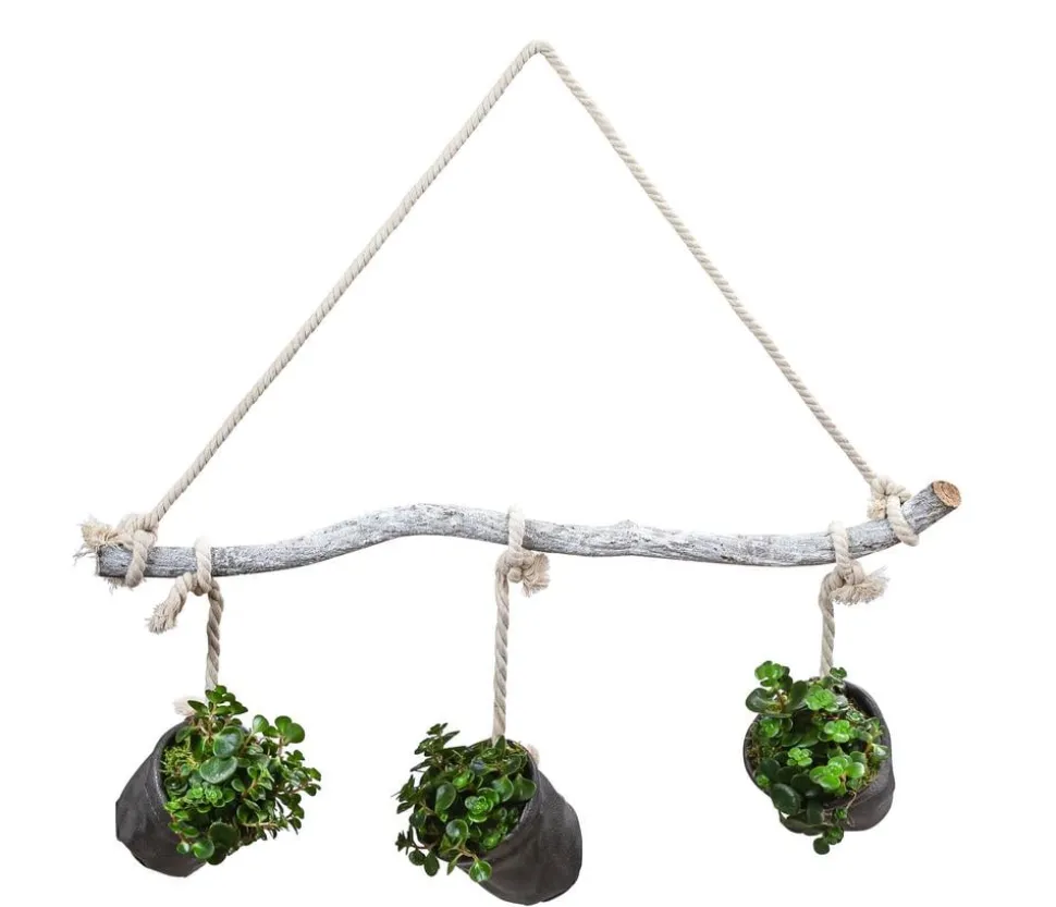 Wandhänger mit Fetthenne - Sedum makinoi 'Tornado', schwarz