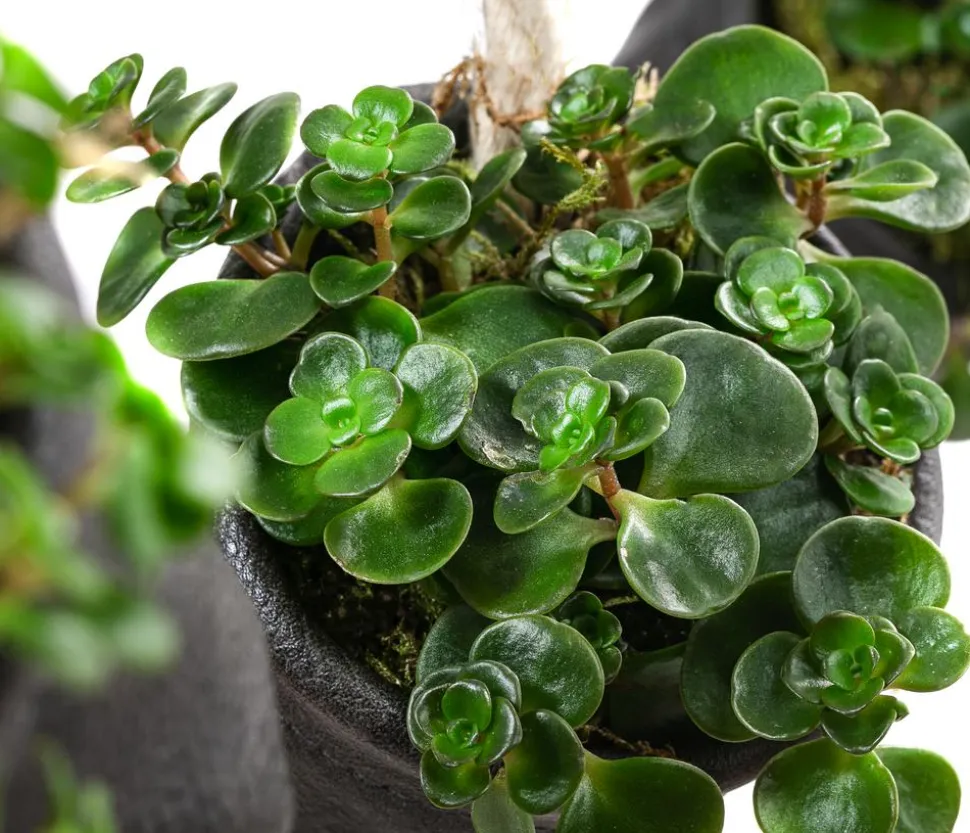 Wandhänger mit Fetthenne - Sedum makinoi 'Tornado', schwarz