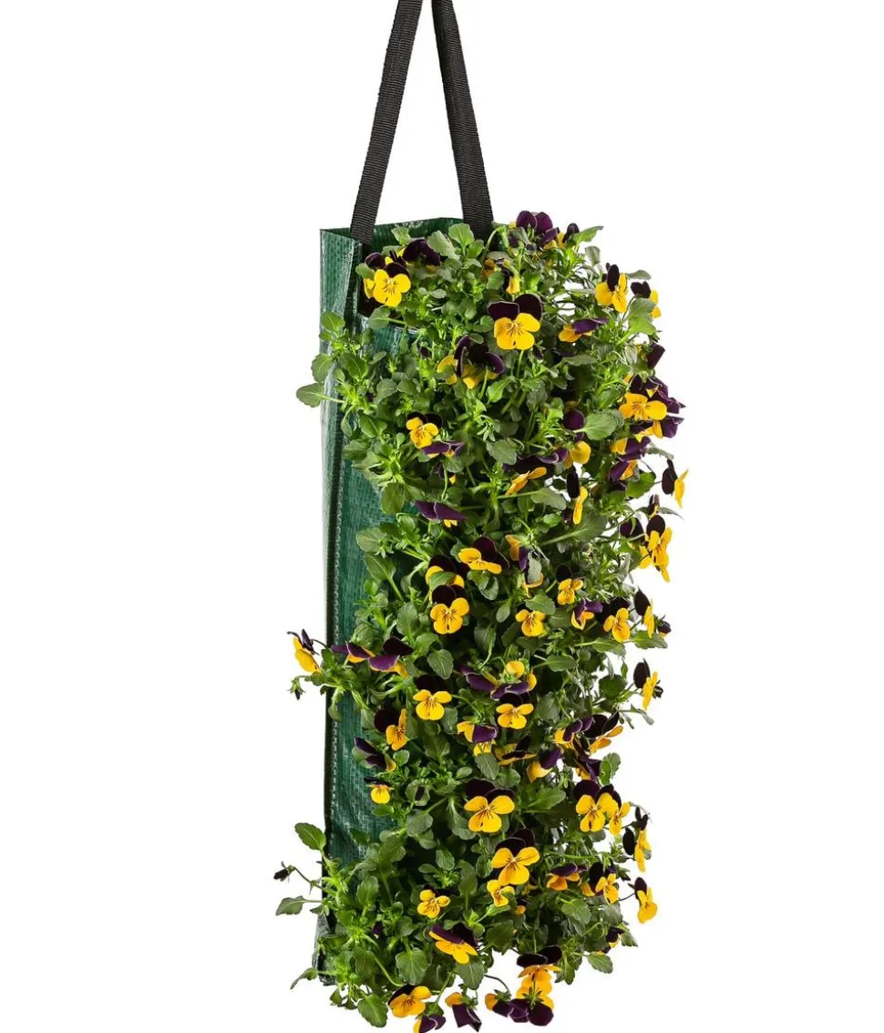 Wandhänger mit Hornveilchen, verschiedene Farben
