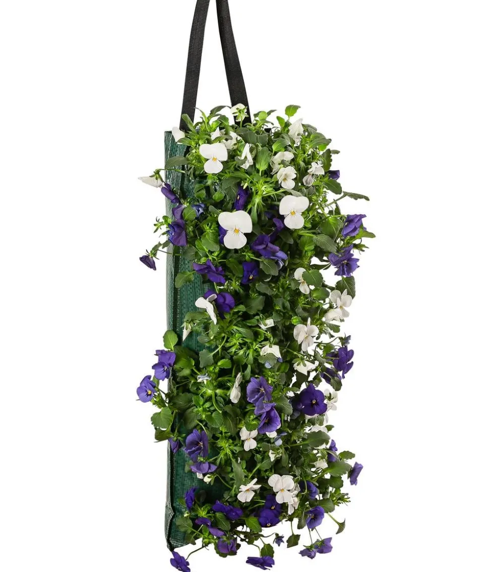 Wandhänger mit Hornveilchen, verschiedene Farben