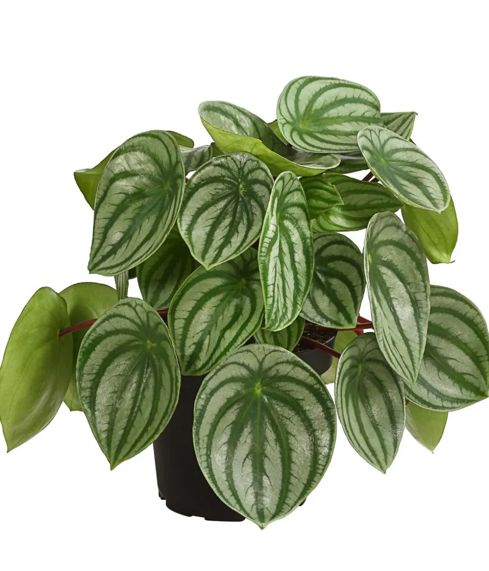 Wassermelonen-Peperomie - Peperomia argyreia