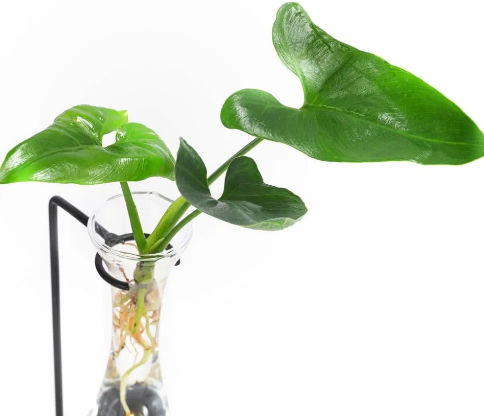Waterplant Baumfreund im Glas - Philodendron 'Fun Bun', mit LED