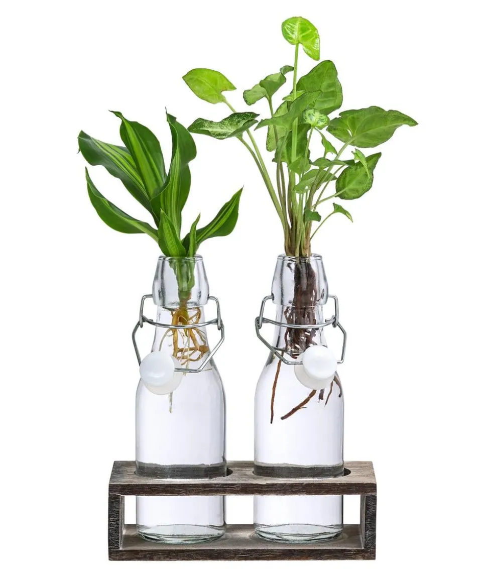 Waterplant-Set Duo in Glasflaschen, 2-teilig