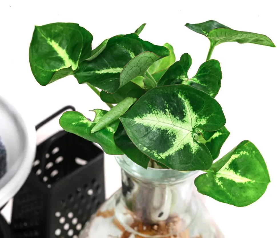 Waterplant-Set Wellness in Glasflasche - Syngonium podophyllum 'Pixie'