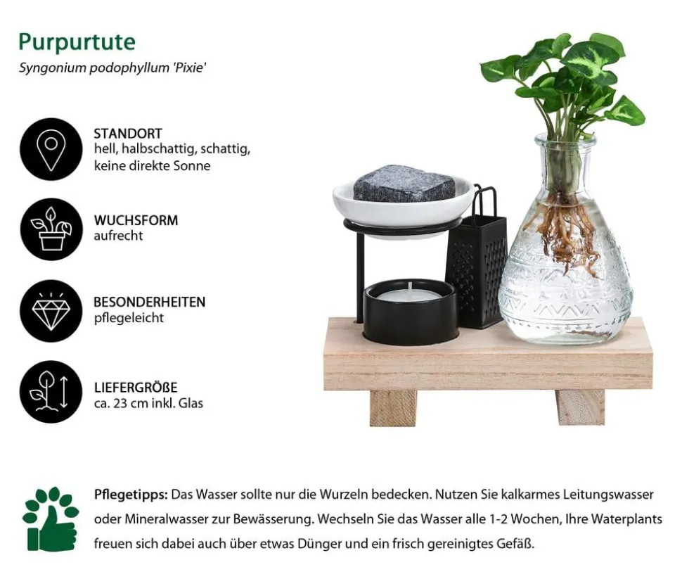 Waterplant-Set Wellness in Glasflasche - Syngonium podophyllum 'Pixie'