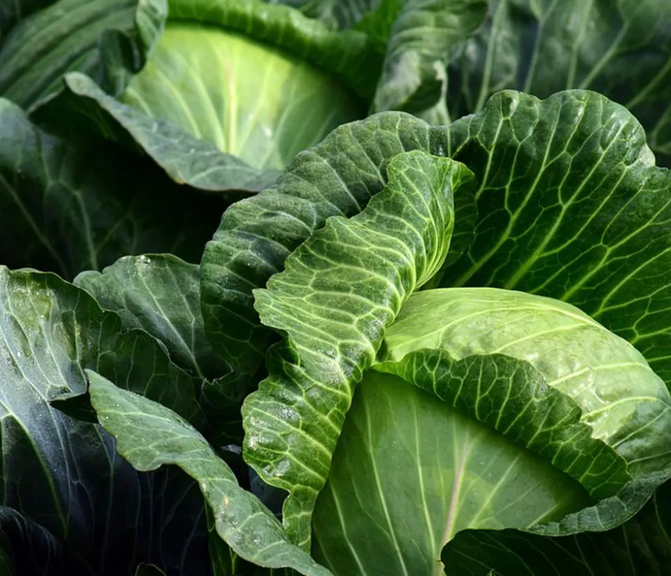 Weißkohl, 6er Schale
